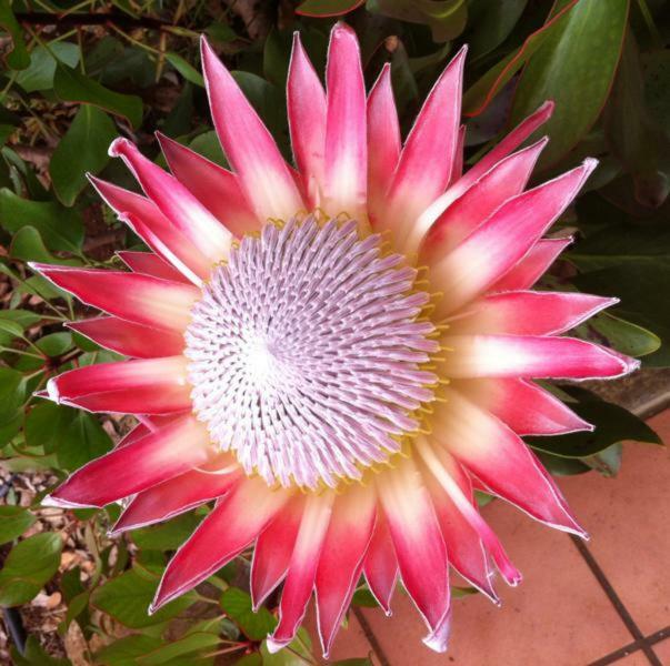 Protea Cottage George Exterior foto